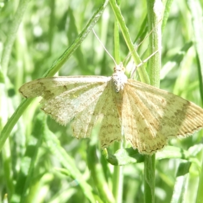 Scopula rubraria (Reddish Wave, Plantain Moth) at Emu Creek - 19 Jan 2024 by JohnGiacon