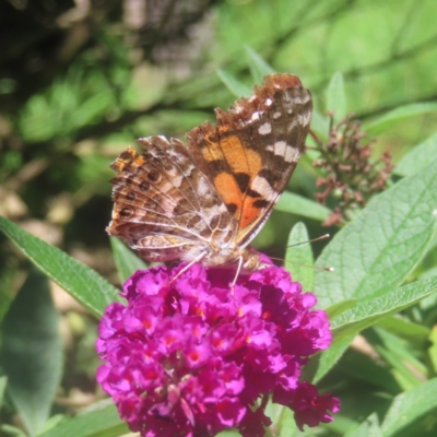 Vanessa kershawi (Australian Painted Lady) at QPRC LGA - 19 Jan 2024 by MatthewFrawley