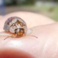 Paropsisterna m-fuscum (Eucalyptus Leaf Beetle) at Emu Creek - 18 Jan 2024 by JohnGiacon