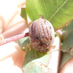 Paropsisterna m-fuscum at Emu Creek - 19 Jan 2024