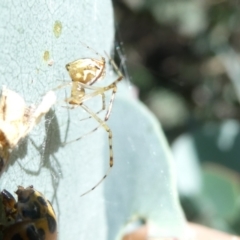 Theridion pyramidale (Tangle-web spider) at Belconnen, ACT - 18 Jan 2024 by JohnGiacon