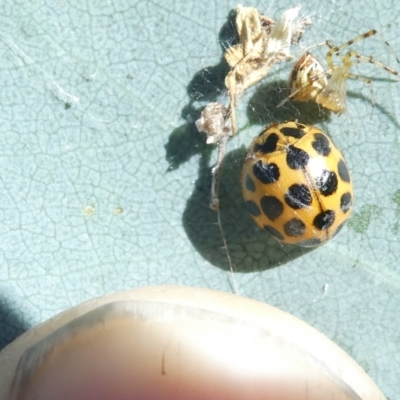 Harmonia conformis (Common Spotted Ladybird) at Emu Creek - 18 Jan 2024 by JohnGiacon