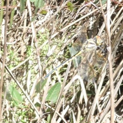 Hemicordulia tau (Tau Emerald) at Bruce Ridge to Gossan Hill - 19 Jan 2024 by JohnGiacon