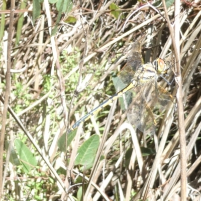 Hemicordulia tau (Tau Emerald) at Bruce Ridge to Gossan Hill - 18 Jan 2024 by JohnGiacon