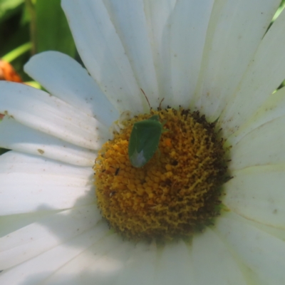 Pentatomidae (family) (Shield or Stink bug) at QPRC LGA - 19 Jan 2024 by MatthewFrawley