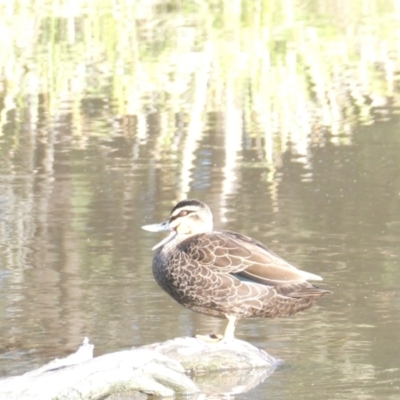 Anas superciliosa (Pacific Black Duck) at Bruce Ridge to Gossan Hill - 18 Jan 2024 by JohnGiacon