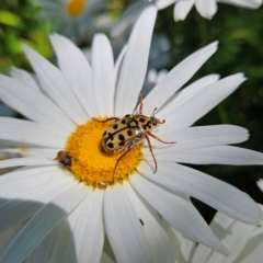 Neorrhina punctatum (Spotted flower chafer) at QPRC LGA - 19 Jan 2024 by MatthewFrawley