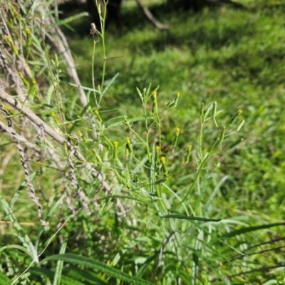 Senecio quadridentatus (Cotton Fireweed) at The Pinnacle - 3 May 2023 by sangio7