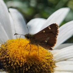 Dispar compacta (Barred Skipper) at QPRC LGA - 19 Jan 2024 by MatthewFrawley