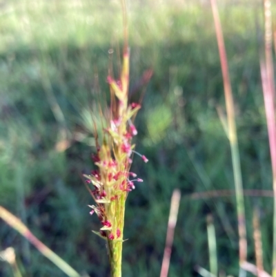Bothriochloa macra (Red Grass, Red-leg Grass) at Flea Bog Flat, Bruce - 18 Jan 2024 by JohnGiacon