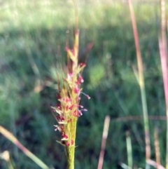 Bothriochloa macra (Red Grass, Red-leg Grass) at Bruce Ridge to Gossan Hill - 18 Jan 2024 by JohnGiacon