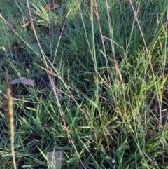 Bothriochloa macra at Bruce Ridge to Gossan Hill - 19 Jan 2024