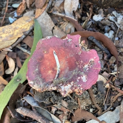 Russula sp. (Russula) at Belconnen, ACT - 18 Jan 2024 by JohnGiacon