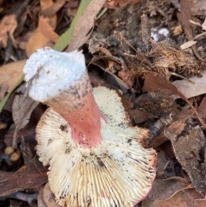 Russula sp. at Emu Creek Belconnen (ECB) - 18 Jan 2024