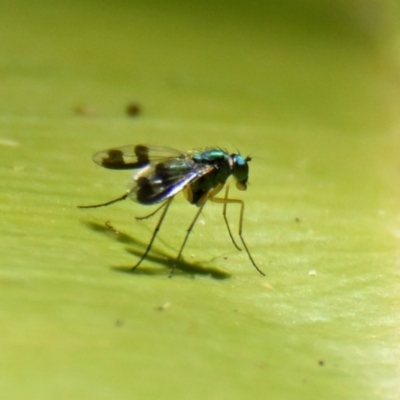 Austrosciapus connexus (Green long-legged fly) at Acton, ACT - 18 Jan 2024 by Thurstan