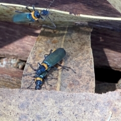 Chauliognathus lugubris (Plague Soldier Beetle) at Flea Bog Flat to Emu Creek Corridor - 18 Jan 2024 by JohnGiacon