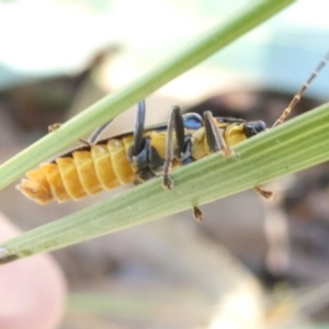 Chauliognathus lugubris at Flea Bog Flat to Emu Creek Corridor - 18 Jan 2024