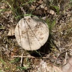 Unidentified Fungus at Flea Bog Flat to Emu Creek Corridor - 18 Jan 2024 by JohnGiacon
