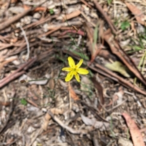 Tricoryne elatior at Bruce Ridge to Gossan Hill - 18 Jan 2024 12:04 PM