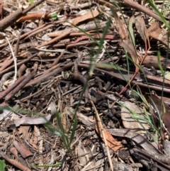 Tricoryne elatior at Bruce Ridge to Gossan Hill - 18 Jan 2024 12:04 PM