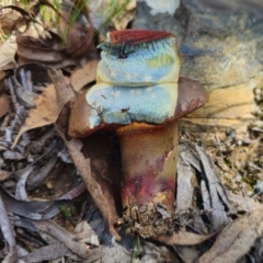 Bolete sp. at Captains Flat, NSW - 19 Jan 2024 by Csteele4