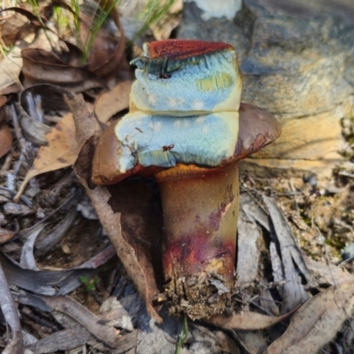 Bolete sp. (Bolete sp.) at QPRC LGA - 19 Jan 2024 by Csteele4