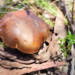 Bolete sp. at QPRC LGA - 19 Jan 2024 01:43 PM