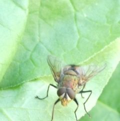 Rutilia sp. (genus) (A Rutilia bristle fly, subgenus unknown) at Flea Bog Flat to Emu Creek Corridor - 18 Jan 2024 by JohnGiacon