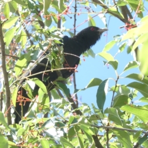 Eudynamys orientalis at Emu Creek - 18 Jan 2024