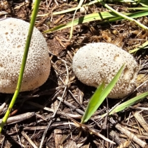 Lycoperdon sp. at Throsby, ACT - 18 Jan 2024