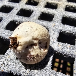 Lycoperdon sp. at Throsby, ACT - 18 Jan 2024