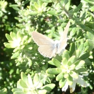 Zizina otis at Emu Creek Belconnen (ECB) - 18 Jan 2024