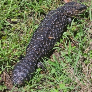 Tiliqua rugosa at Throsby, ACT - 18 Jan 2024