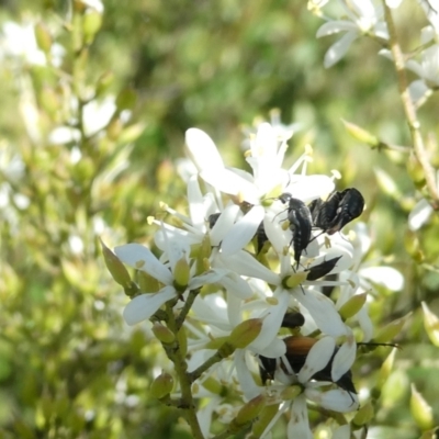 Mordellidae (family) (Unidentified pintail or tumbling flower beetle) at Emu Creek - 17 Jan 2024 by JohnGiacon