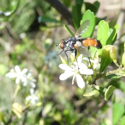 Cylindromyia sp. (genus) (Bristle fly) at Flea Bog Flat to Emu Creek Corridor - 18 Jan 2024 by JohnGiacon