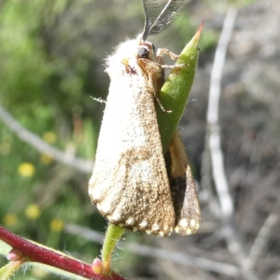 Epicoma melanosticta (Common Epicoma) at Flea Bog Flat to Emu Creek Corridor - 17 Jan 2024 by JohnGiacon