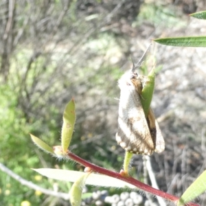 Epicoma melanosticta at Emu Creek Belconnen (ECB) - 18 Jan 2024