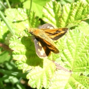 Ocybadistes walkeri at Emu Creek Belconnen (ECB) - 18 Jan 2024