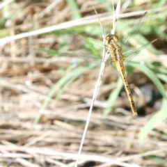 Diplacodes bipunctata (Wandering Percher) at Flea Bog Flat to Emu Creek Corridor - 18 Jan 2024 by JohnGiacon