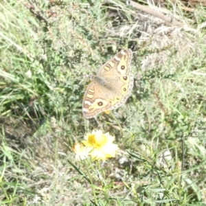 Junonia villida at Emu Creek Belconnen (ECB) - 18 Jan 2024