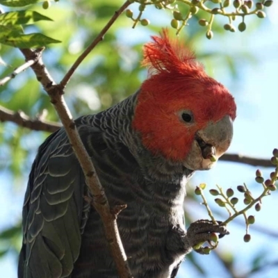 Callocephalon fimbriatum (Gang-gang Cockatoo) at Watson Green Space - 19 Jan 2024 by AniseStar