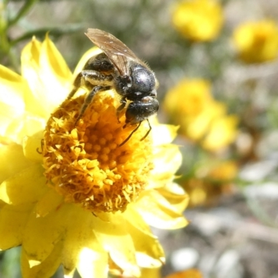 Lasioglossum (Chilalictus) sp. (genus & subgenus) (Halictid bee) at Emu Creek - 17 Jan 2024 by JohnGiacon