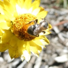 Lasioglossum (Chilalictus) sp. (genus & subgenus) at Emu Creek Belconnen (ECB) - 18 Jan 2024