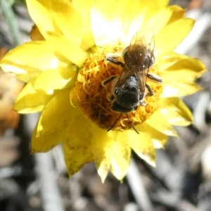 Lasioglossum (Chilalictus) sp. (genus & subgenus) at Emu Creek Belconnen (ECB) - 18 Jan 2024