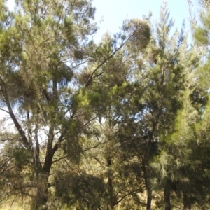 Casuarina cunninghamiana subsp. cunninghamiana at Lions Youth Haven - Westwood Farm A.C.T. - 19 Jan 2024