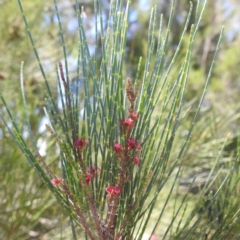 Casuarina cunninghamiana subsp. cunninghamiana at Lions Youth Haven - Westwood Farm A.C.T. - 19 Jan 2024