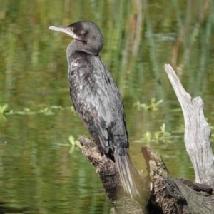 Phalacrocorax sulcirostris at Watson Green Space - 19 Jan 2024 04:30 PM