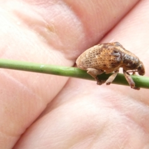 Gonipterus scutellatus at Emu Creek Belconnen (ECB) - 17 Jan 2024