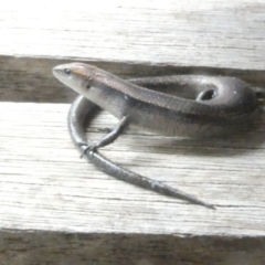 Lampropholis delicata (Delicate Skink) at Emu Creek Belconnen (ECB) - 17 Jan 2024 by JohnGiacon