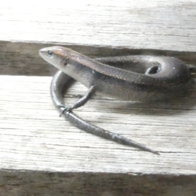 Lampropholis delicata (Delicate Skink) at Emu Creek Belconnen (ECB) - 16 Jan 2024 by JohnGiacon